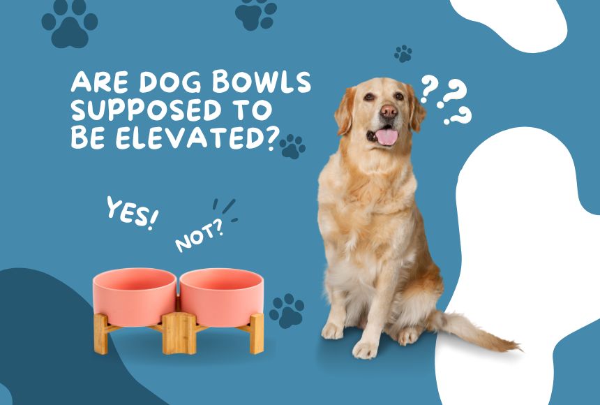 Are Dog Bowls Supposed to Be Elevated SpunkyJunky