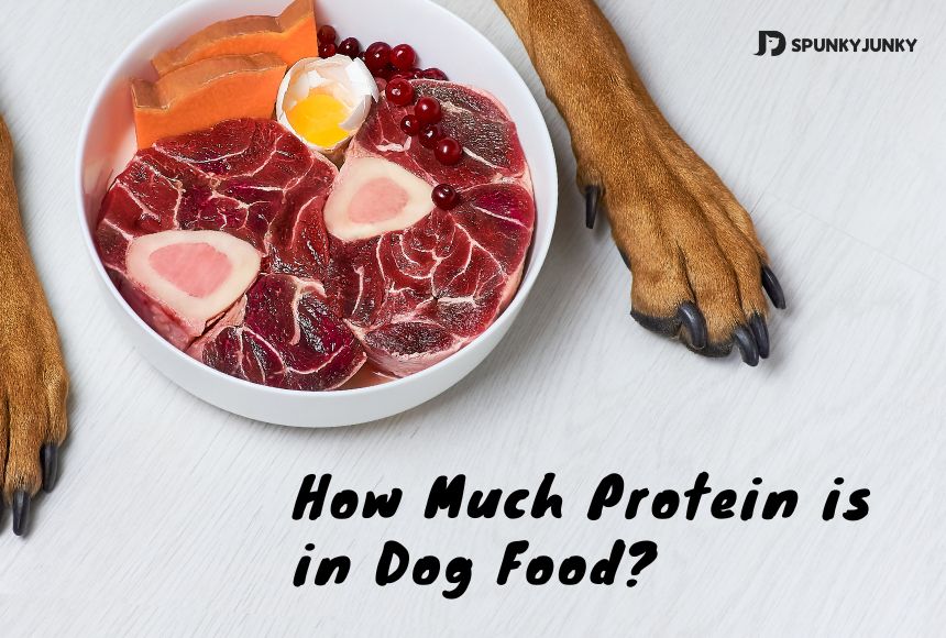 How Much Protein is in Dog Food SpunkyJunky