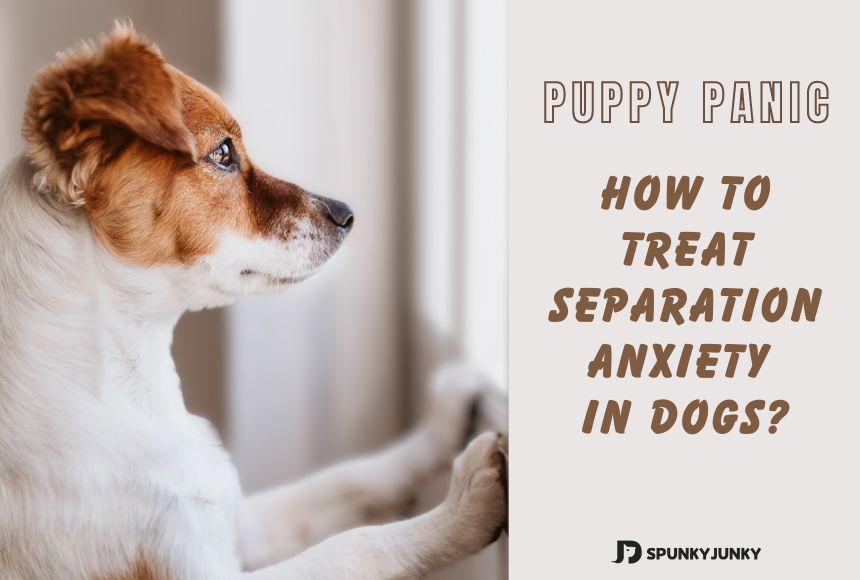 does separation anxiety go away in dogs