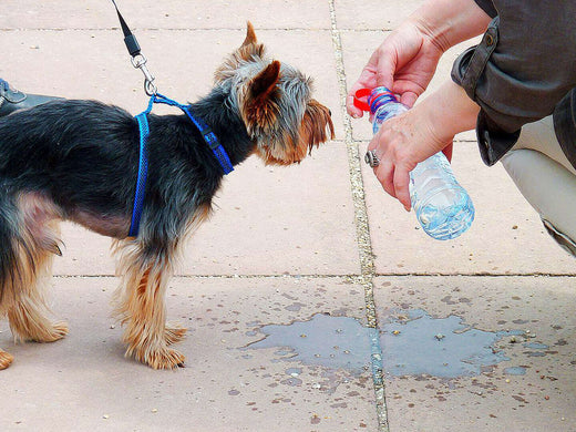the master poured water from a bottle for a walking Yorkshire  to drink