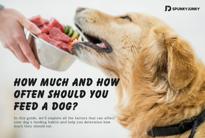 Feed Guide: How Much and How Often Should You Feed a Dog？ – SpunkyJunky