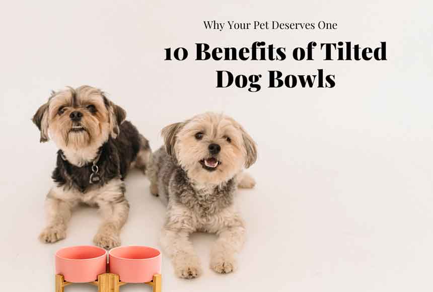 Spine Friendly 15° Tilted Ceramic Dog Bowl – SpunkyJunky