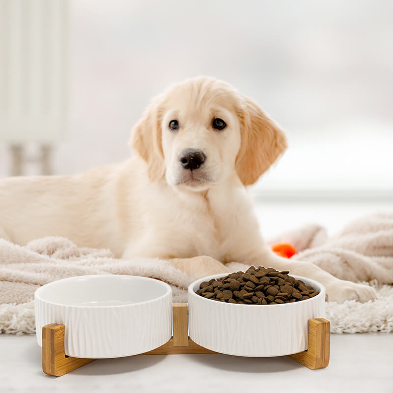 a set of two white bark-patterned dog bowls in front of a Golden Retriever puppy