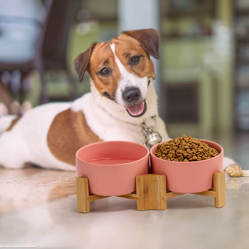 a white-yellow dog lying behind a set of pink 15° tilted ceramic dog bowls