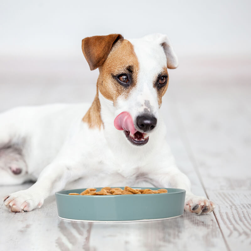 SpunkyJunky® - Slow Feeder Dog Bowl