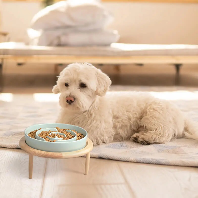 Zenify Pets Slow Feeder Dog Bowl