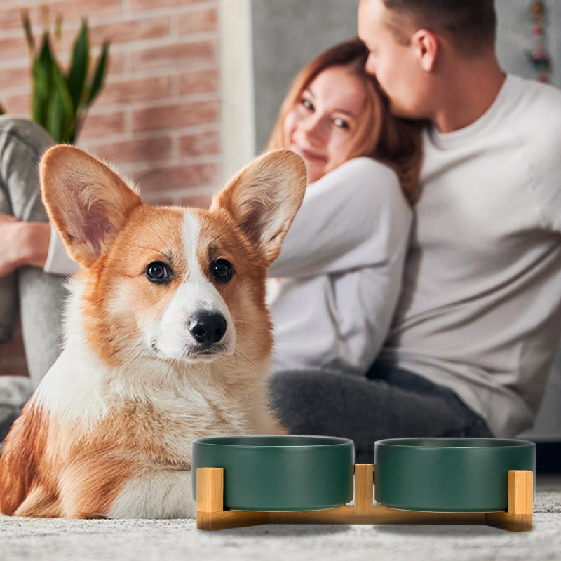 a cute green ceramic pet bowl set in the front of a corgi